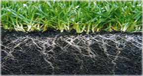 healthy grass and soil