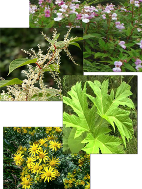 Invasive Weed Collection